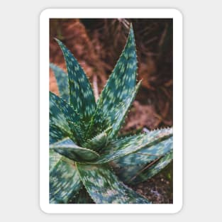 Green Agave Sticker